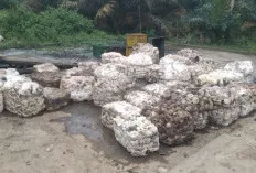  Angin Segar di Tengah Mendung: Harga Karet di Sungai Lilin Kembali Naik, Petani Sumringah!
