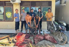 Dua Pencuri Sapi Ditangkap Polisi di Muara Lakitan, Satu Pelaku Kabur