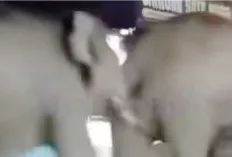 Viral Dua Gajah Liar Masuk Pasar Jukung Air Sugihan, Warga Sempat Khawatir