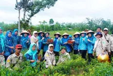 Bareng Warga, Pj Ketua TP PKK Muba Panen Cabai Merah 