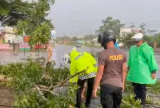 Polisi Berjibaku Evakuasi Pohon Tumbang di Jalinsum Saat Hujan Deras  