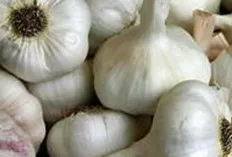 Keracunan Timbal Kronis, Gampang, Makan Bawang Putih, Bisa Mengurangi Kadar Timbal 19 Persen 