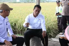 Mentan RI Harap Produktivitas Padi Meningkat