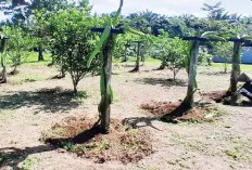 Ajak Warga Binaan Pupuk Pisang dan Buah Naga