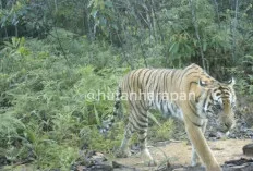  Terekam Camera Trap, Harimau Sumatera Masih Jelajahi Hutan Harapan