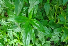 Ini Nih Khasiat Daun Ketepeng Bagi Kesehatan Kulit Manusia 