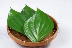 6 Manfaat Daun Sirih Merah bagi Kesehatan, Salah Satunya Sering Digunakan Kaum Hawa, Untuk Apa?