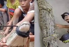 Warga Tangkap Buaya Berukuran 2 Meter 