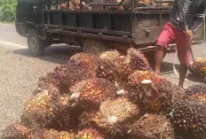 Waduh Kog Bisa, Harga TBS Tinggi di Muba, Produksi Buah Menurun 
