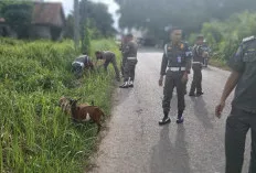 Satpol PP Muba Tertibkan Hewan Ternak Berkaki Empat di Sekayu