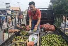 Peminat Alpukat di Sanga Desa Tinggi, Pedagang Raup Omset Hingga Ratusan Ribu per Hari