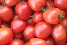 Tomat: Si Merah Kaya Manfaat untuk Kesehatan Tubuh!