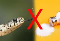 Apa Benar, Garam Bisa Usir Ular Berbisa?