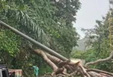 Pohon Tumbang, Badan Jalan Tertutup Tidak Bisa Dilintasi 
