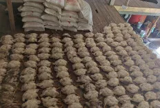 Dampak PLN Blackout, Pengusaha Ternak Ayam di Ogan Ilir Merugi, Ratusan Ayam Siap Panen Tiba-Tiba Mati 