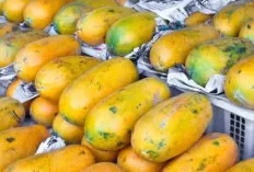 Pencernaan Kacau? Tenang, Pepaya Datang Menyelamatkan!