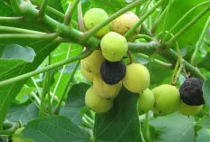 Menggali Potensi Jarak Pagar, Dari Obat Tradisional hingga Biodiesel Ramah Lingkungan