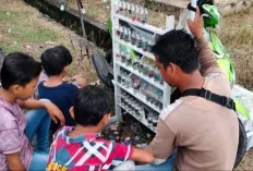 Bisnis Ikan Hias Sangat Menjanjikan, Beromset Jutaan Rupiah 