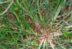 Dianggap Rumput dan Gulma, Ternyata Banyak Mengandung Khasiat, Ini yang Utama 
