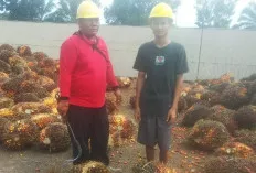 Situasi Terkini Harga TBS Sawit Sumsel, Petani Belum Berharap Naik 