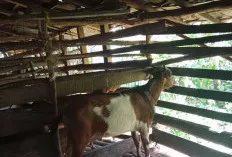  Penjualan Hewan Kurban di Babat Toman Mulai Ramai