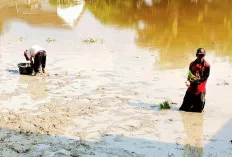 Para Petani Ladang Sawah di Muba Turun ke Sawah, Mulai Melakukan Penanaman Padi 
