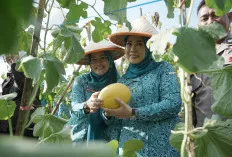 Gencarkan Ketahanan Pangan Keluarga, Febrita Lustia HD Tinjau Budidaya Melon di OKU