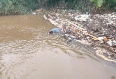 Warga Ngunang Geger, Mayat Pria Mengapung di Sungai Musi