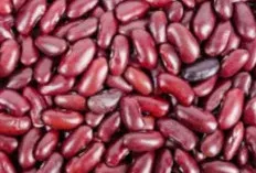 Kacang Merah: Si Kecil Kaya Nutrisi untuk Jantung Sehat dan Energi Optimal