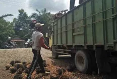 Sempat Naik, Kini Harga TBS Kembali Turun di Sanga Desa, Ini Penyebabnya 