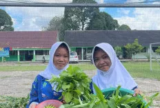 Program Ekoteologi MTsN 2 Muba Berbuah Manis, Siswa Panen Sayuran Hijau