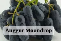 4 Jenis Buah Anggur Unik yang Kaya Manfaat untuk Tubuh