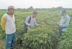 Cek Sisa Panen, Harga Cabai Menurun, Karena Panen Bersamaan