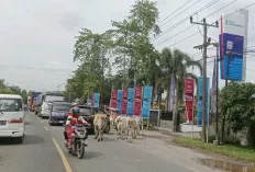  Sapi Berkeliaran di Jalintim Ogan Ilir Resahkan Pengendara