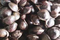 Jengkol Bukan Sekedar Bau, Ini 5 Manfaatnya untuk Kesehatan