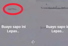 Heboh Buaya Muncul Permukaan Sungai Musi, Warga Pinggiran Sungai Diminta Waspada 