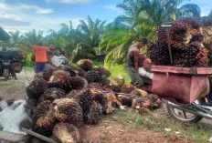 Sempat Menguat, Harga TBS Kembali Turun 