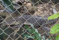 Beginilah Kondisi Destinasi Wisata Taman Ribang Kemambang di Lahat, Hewannya Tinggal Buaya