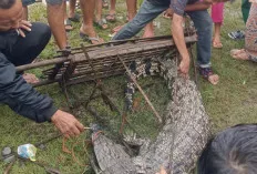 Heboh! Warga PALI Temukan Buaya Liar Sepanjang 2 Meter 