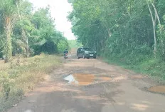 Jalan Rusak, Mobilitas Warga dan Distribusi Pertanian di Desa Rimba Alai Terhambat