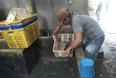  Permintaan Ikan Lele di Sanga Desa Naik 40 Persen, Harga Tetap Stabil