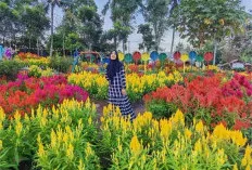 Taman Bunga 'Pelangi Nusantara' di Lampung Viral, Hamparan Bunga Warna-Warni Jadi Surga Baru Wisata Foto
