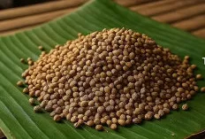 Ketumbar: Rempah Kecil dengan Manfaat Kesehatan yang Besar