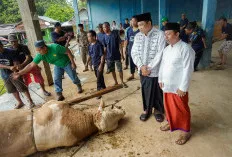 Momen Berkah Idul Adha di Muba: Warga Sembelih Sapi Kurban dari Presiden Prabowo