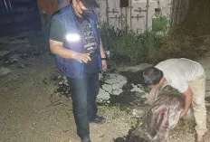Gagalkan Penyelundupan 88 Ton Lebih Batu Bara Ilegal