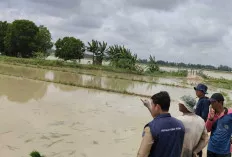  1.321 Hektare Lahan Padi di Lempuing Terendam Banjir, Petani Terancam Gagal Tanam