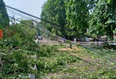 Puting Beliung Terjang Muara Enim, Pohon Tumbang hingga Rumah Warga Rusak