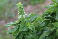Daun Kemangi, Rahasia Sehat di Balik Aroma Segar