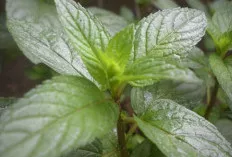 Peppermint: Manfaat Kesehatan dari Aroma Menyegarkan yang Mencerahkan Hari Anda