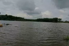 Sawah Warga Desa Jud I Sanga Desa Gagal Panen, Puluhan Hektar Terendam Banjir 